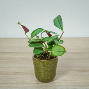ctenanthe-setosa-grey-star-baby