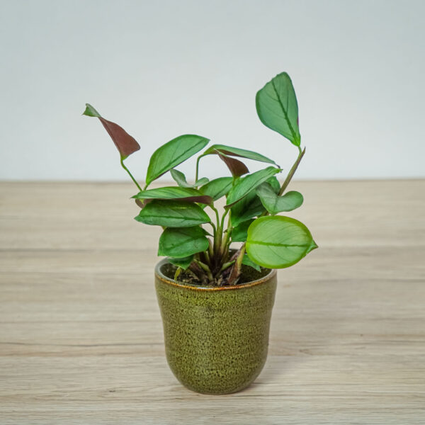 ctenanthe-setosa-grey-star-baby ctenanthe-setosa-grey-star-baby