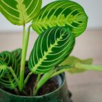 maranta-lemon-lime