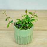 peperomia-angulata-rocca-scuro3