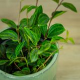 peperomia-angulata-rocca-scuro3