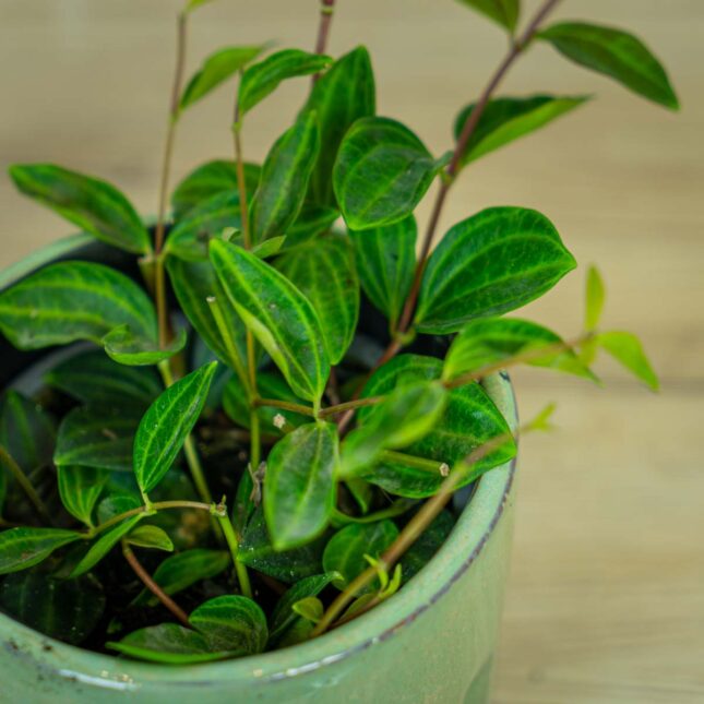 peperomia-angulata-rocca-scuro2 peperomia-angulata-rocca-scuro3