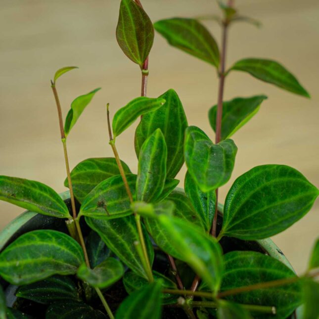 peperomia-angulata-rocca-scuro3 peperomia-angulata-rocca-scuro3