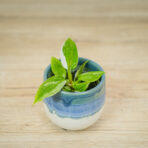 philodendron-white-princess-baby