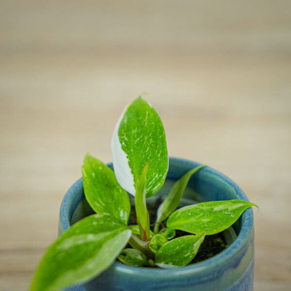 philodendron-white-princess-baby (2) philodendron-white-princess-baby