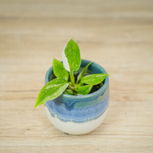 philodendron-white-princess-baby