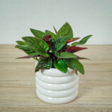 syngonium-erythrophyllum-red-arrow