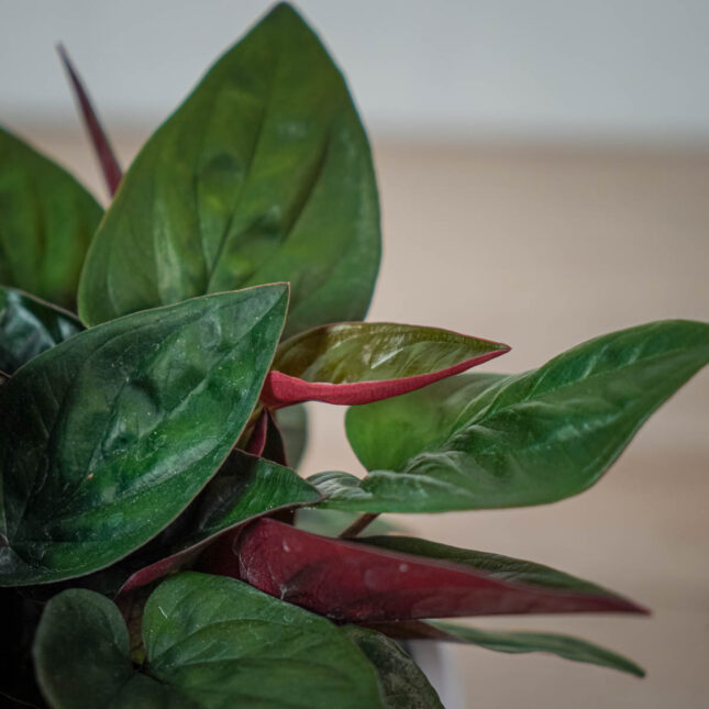 syngonium-erythrophyllum-red-arrow (2) syngonium-erythrophyllum-red-arrow