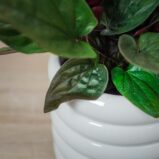 syngonium-erythrophyllum-red-arrow