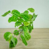maranta-light-vein