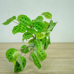 maranta-light-vein
