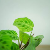 maranta-light-vein
