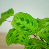 maranta-light-vein