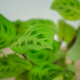 maranta-light-vein