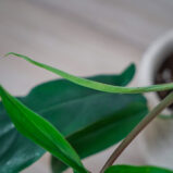 philodendron-69686
