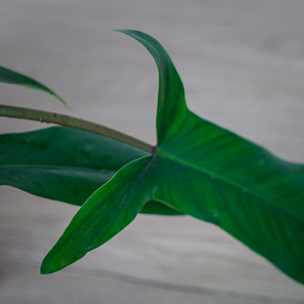 philodendron-69686 philodendron-69686