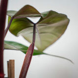 philodendron-mandaianum
