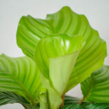 calathea-orbifolia