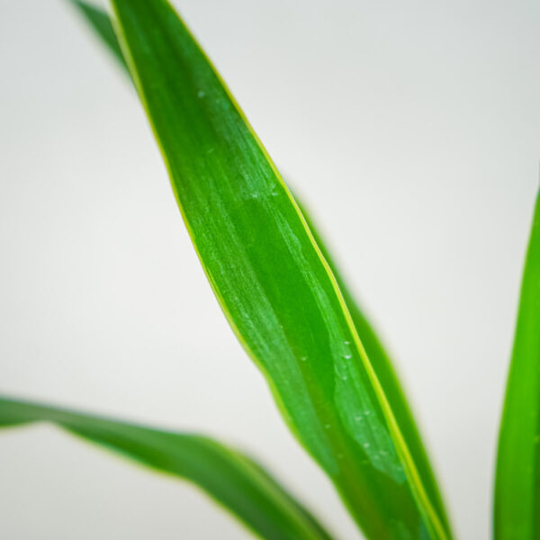 yucca-elephantipes-puck-juka yucca-elephantipes-puck-juka