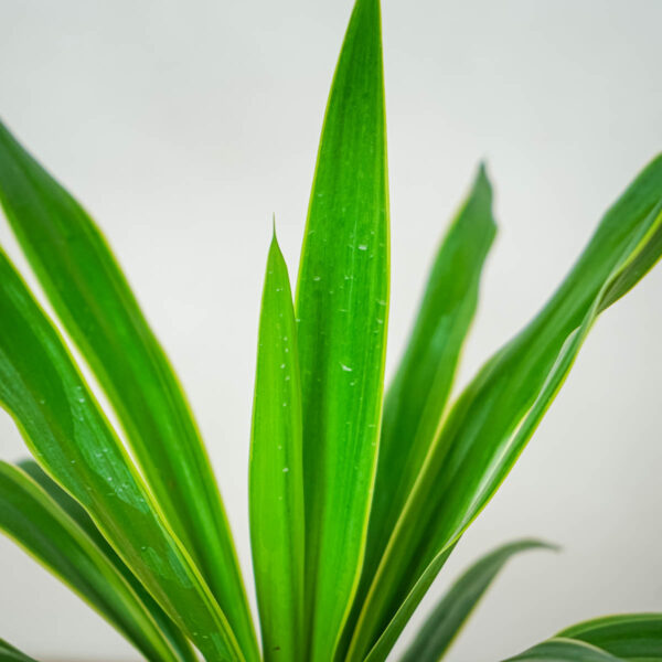yucca-elephantipes-puck-juka yucca-elephantipes-puck-juka