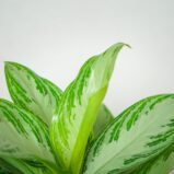aglaonema-silver-bay