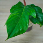 philodendron-squamiferum-baby