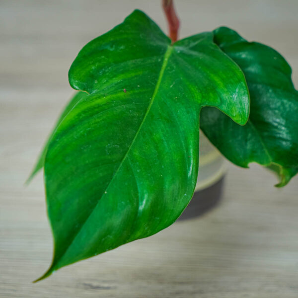 philodendron-squamiferum-baby philodendron-squamiferum-baby