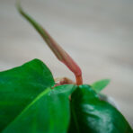 philodendron-squamiferum-baby