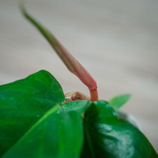 philodendron-squamiferum-baby philodendron-squamiferum-baby