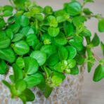 peperomia-rotundifolia