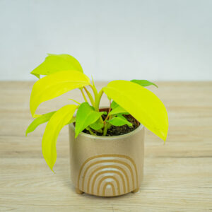 philodendron-lemon-lime-malay-gold-baby