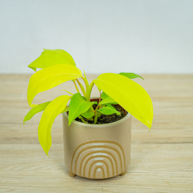 philodendron-lemon-lime-malay-gold-baby philodendron-lemon-lime-malay-gold-baby