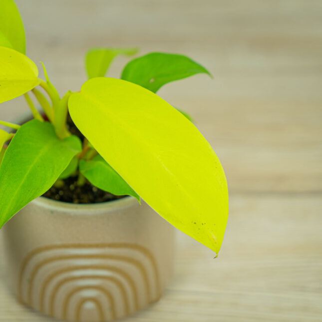 philodendron-lemon-lime-malay-gold-baby philodendron-lemon-lime-malay-gold-baby