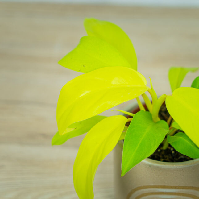 philodendron-lemon-lime-malay-gold-baby philodendron-lemon-lime-malay-gold-baby