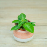 peperomia-pixie-baby