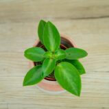 peperomia-pixie-baby