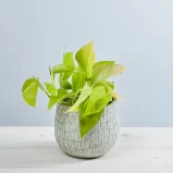 Epipremnum golden pothos