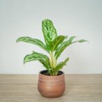aglaonema-laurel-green