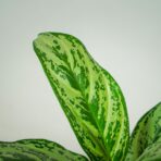 aglaonema-laurel-green