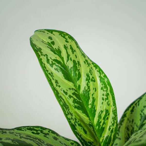 aglaonema-laurel-green (2) aglaonema-laurel-green