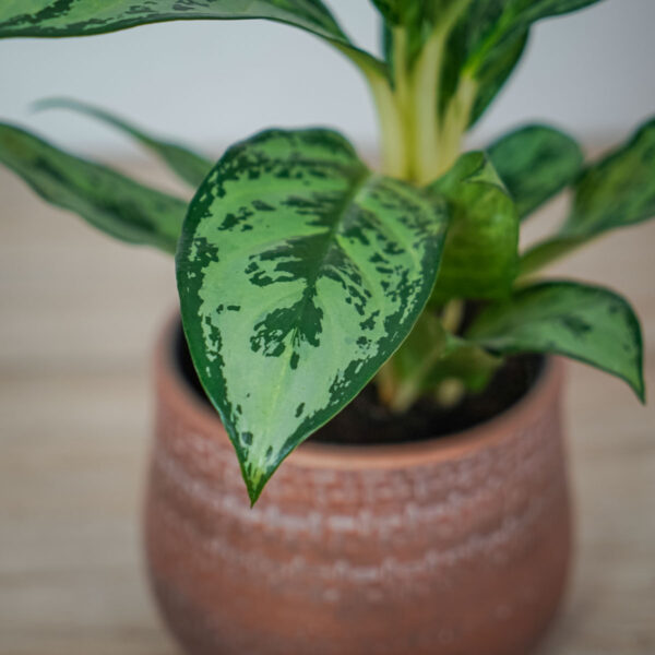 aglaonema-laurel-green (3) aglaonema-laurel-green