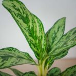 aglaonema-laurel-green