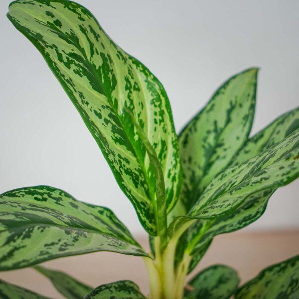 aglaonema-laurel-green (4) aglaonema-laurel-green