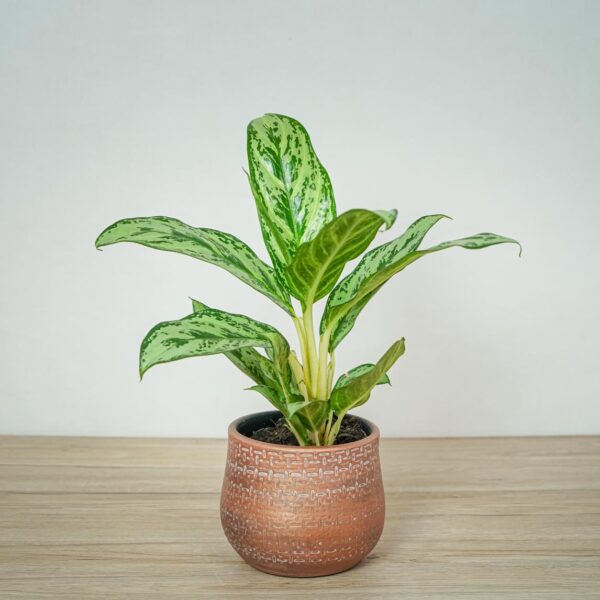aglaonema-laurel-green