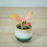 aglaonema-red-dragon-baby