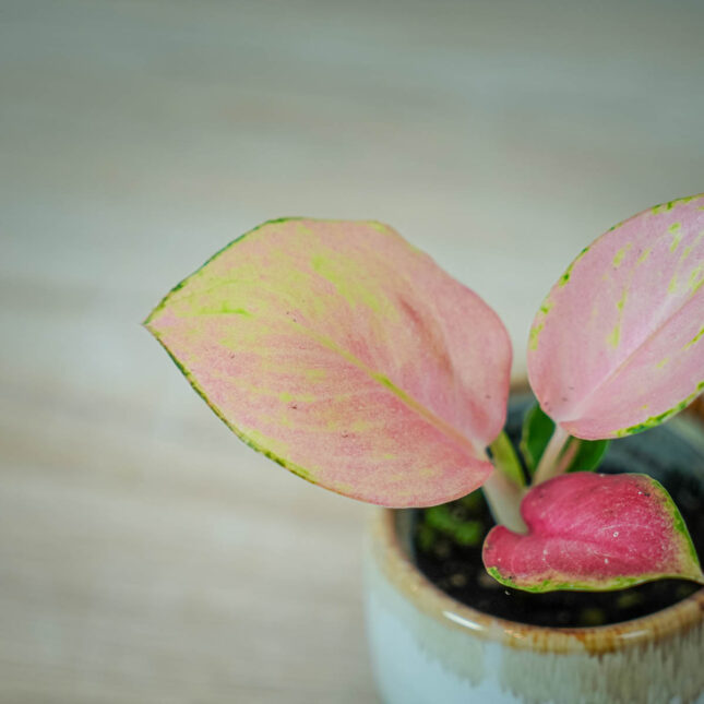 aglaonema-red-dragon-baby (2) aglaonema-red-dragon-baby