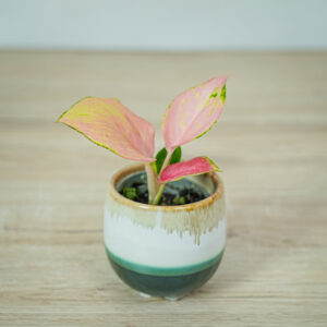 aglaonema-red-dragon-baby