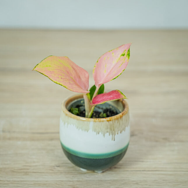 aglaonema-red-dragon-baby