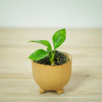 aglaonema-snowflake-baby