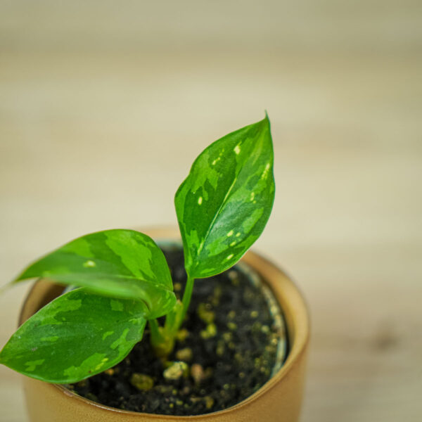 aglaonema-snowflake-baby (2) aglaonema-snowflake-baby
